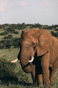 3RD Elephant image
