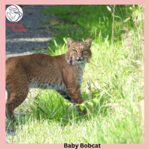 Baby Bobcat